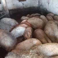 Maiali mangalica da macello puri