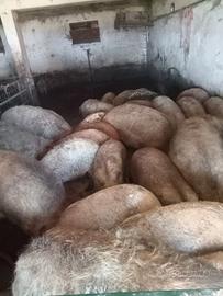 Maiali mangalica da macello puri