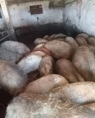 Maiali mangalica da macello puri