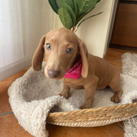 Cuccioli di bassotto