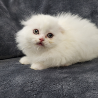 Cucciola scottish fold highland