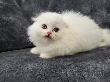 Cucciola scottish fold highland