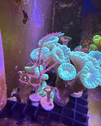 Caulastrea azzurra