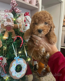 Barboncino toy abicocca