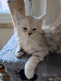 Cuccioli Maine coon