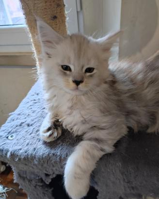 Cuccioli Maine coon