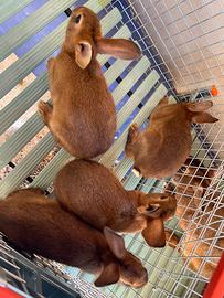 Coniglio Lepre Belga