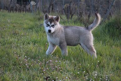 Cucciolo Alaskan Malamute