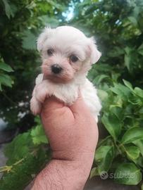Maltese Cuccioli Toy