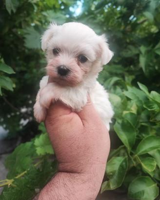Maltese Cuccioli Toy
