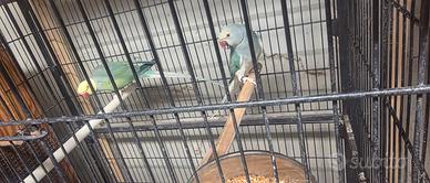 CoppiaCleartail