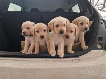 Cuccioli labrador miele