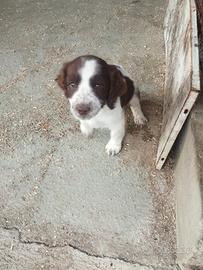 Cucciola Springer Spaniel