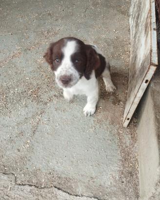 Cucciola Springer Spaniel