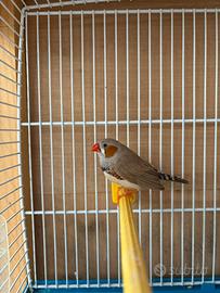 Diamante Mandarino Maschio