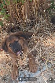 ELVIS, cucciolo di tg grande in adozione
