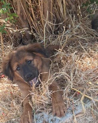 ELVIS, cucciolo di tg grande in adozione