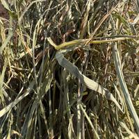 Fieno 2025 in rotoballe e ballette