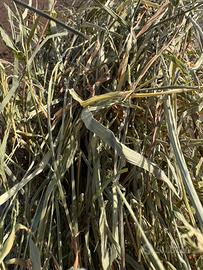 Fieno 2025 in rotoballe e ballette