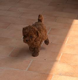 Cucciola Barboncino Toy