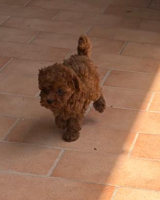Cucciola Barboncino Toy