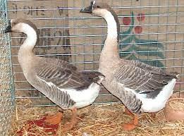 Oche cignoidi , anatre mute, uo.va