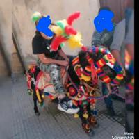 Armice per poni