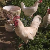 Gallo livornese