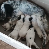 Cuccioli di setter inglese