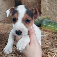 Cuccioli di Jack Russell