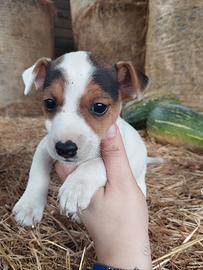 Cuccioli di Jack Russell