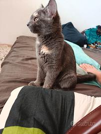 gattini