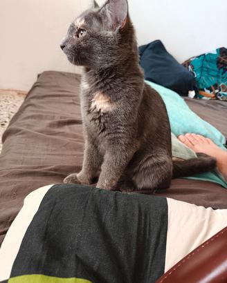 gattini