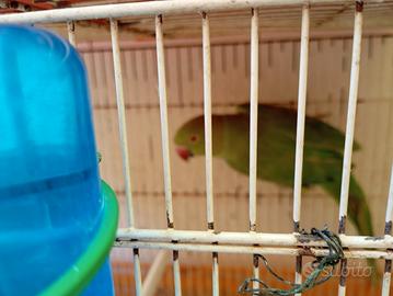 parrocchietto dal collare femmina