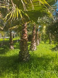 10 Washington alte 2 mt