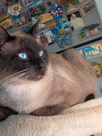 Gatto Siamese Seal Point