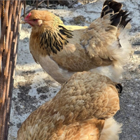 Gruppo riproduttore di brahma gigante