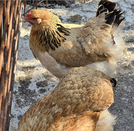 Gruppo riproduttore di brahma gigante