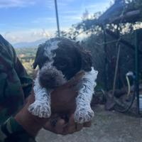 Cuccioli di Lagotto romagnolo