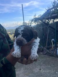 Cuccioli di Lagotto romagnolo