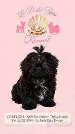 Cucciola shih tzu taglia piccola