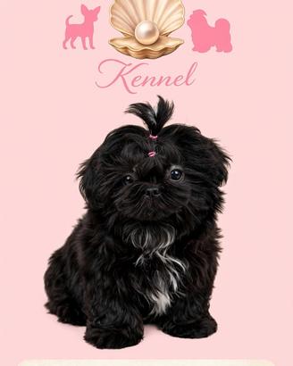 Cucciola shih tzu taglia piccola