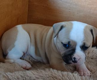 Bulldog americano