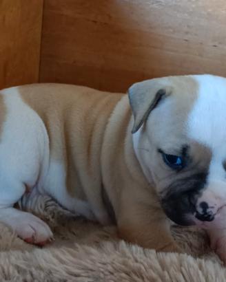 Bulldog americano