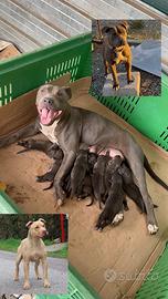 Pitbull