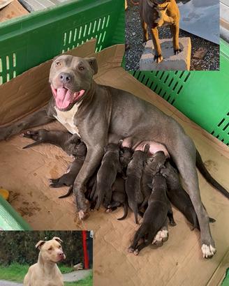 Pitbull