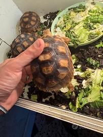 Sulcata africana