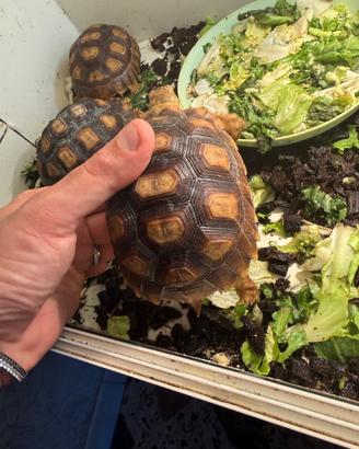 Sulcata africana