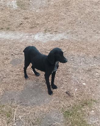 Cane da caccia