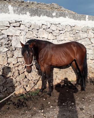 Cavallo Trottatore non DPA Non Addestrato